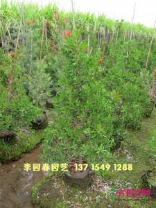 美花红千层