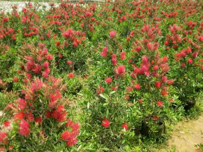 美花红千层