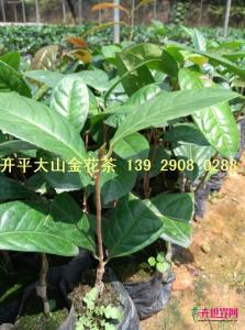 金花茶苗