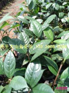 金花茶苗